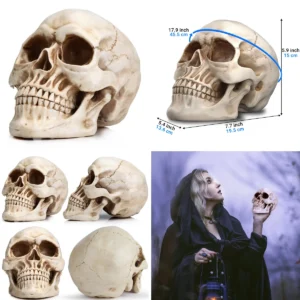 Calavera Realista: Decoración Impactante para tu Espacio